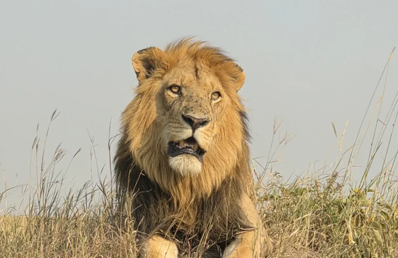 11-Day Wild Horizons; Tour Across Serengeti & Masai Mara