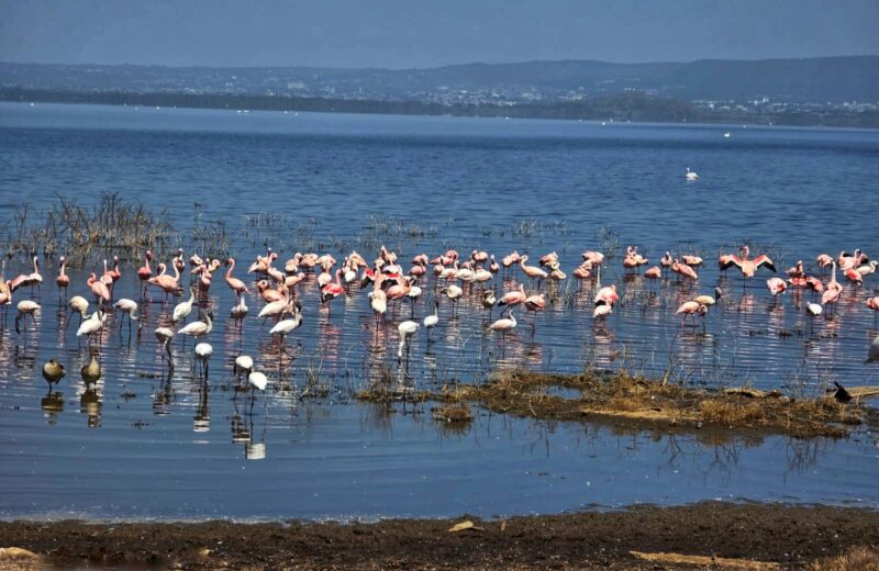 Lake Nakuru National Park Daytrip Private Safari