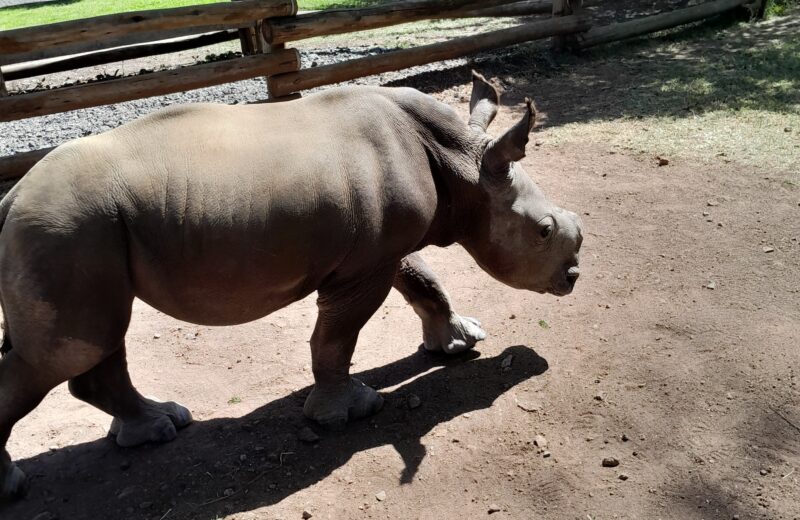 Ol- Pejeta Conservancy Tour