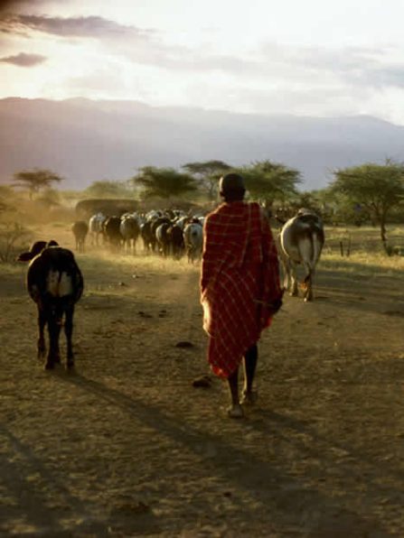 maasai